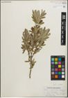 Foto von Salix pedicellaris Pursh